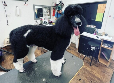 Pawsh Salon