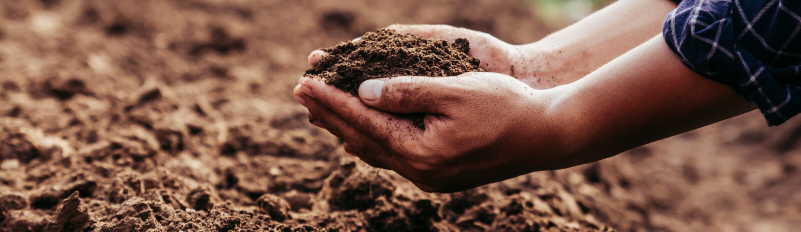 hands in soil