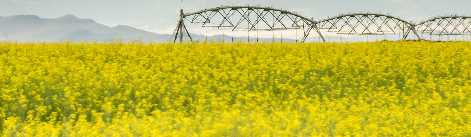 field